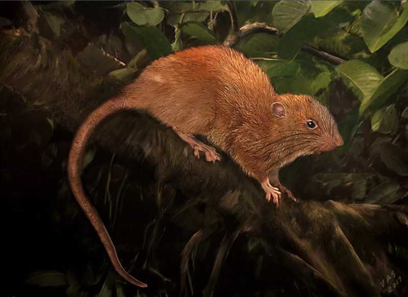 Гигантские крысы (Hyomys)
