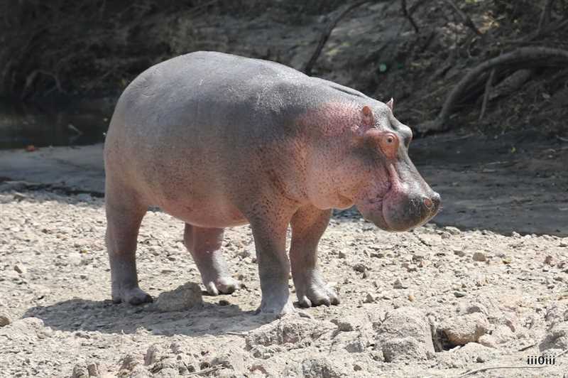 Гигантский бегемот (Hippopotamus major)