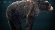 Гигантский короткомордый медведь — исчезнувший великан