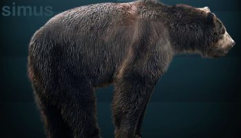 Гигантский короткомордый медведь — исчезнувший великан
