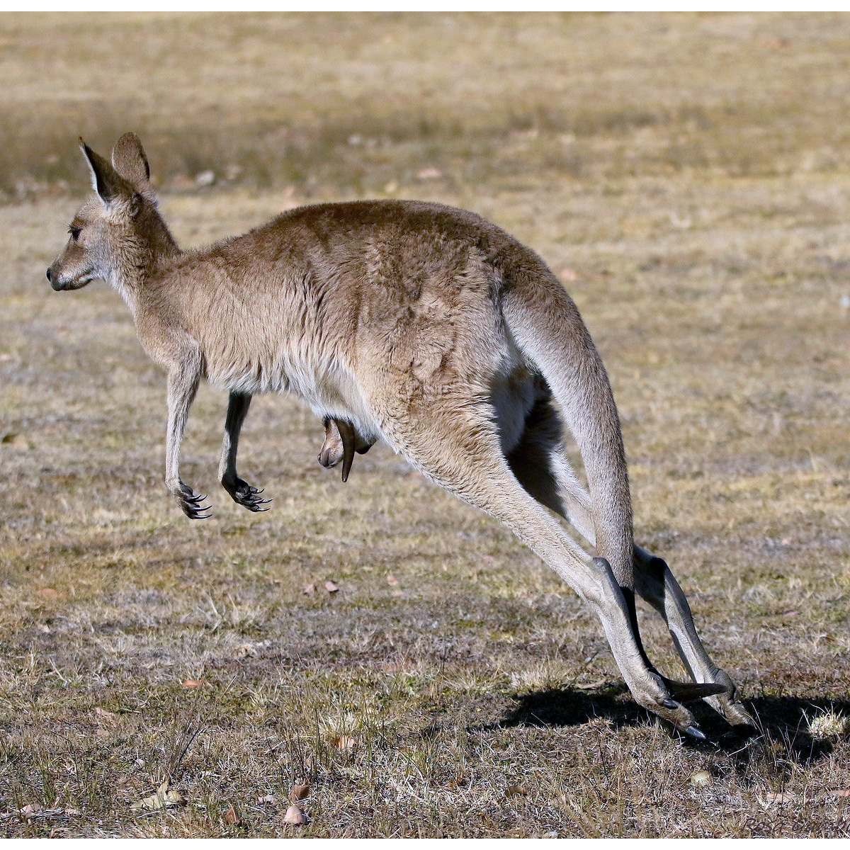 Кенгуру гранди. Кенгуру Macropus. Серый исполинский кенгуру. Кенгуру (Macropodidae). Восточный серый гигантский кенгуру.