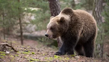 Гималайский бурый медведь (Ursus arctos isabellinus)