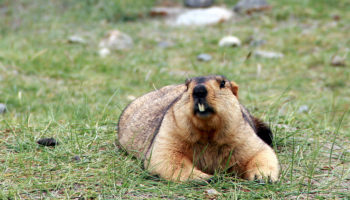 Гималайский сурок (Marmota himalayana)