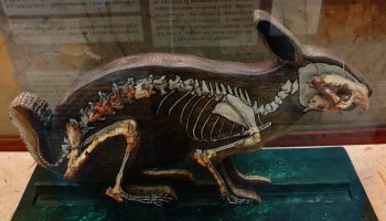 Гиполагусы — вымершие животные