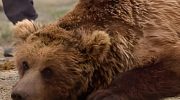 Гобийский бурый медведь — особенности и угрозы