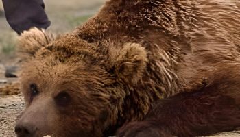 Гобийский бурый медведь — особенности и угрозы