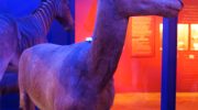 Голубая антилопа (Hippotragus leucophaeus) — исчезнувший символ природы