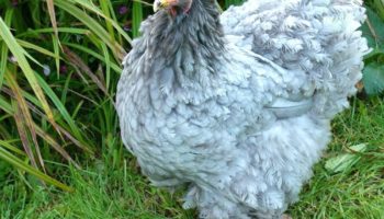 Голубые куры-несушки: какие породы существуют и в чем их особенность