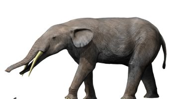 Гомфотерии — вымершее древнее животное