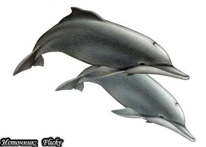 Распространение горбатых дельфинов в мире