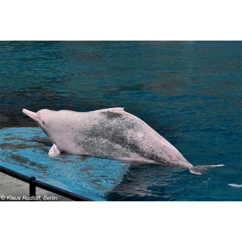 Сравнение горбатых дельфинов с другими видами дельфинов
