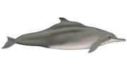 Горбатые дельфины (Sousa)