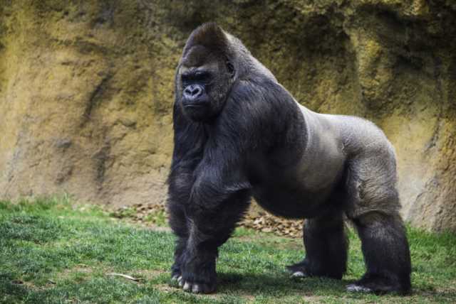 Физические характеристики горилл
