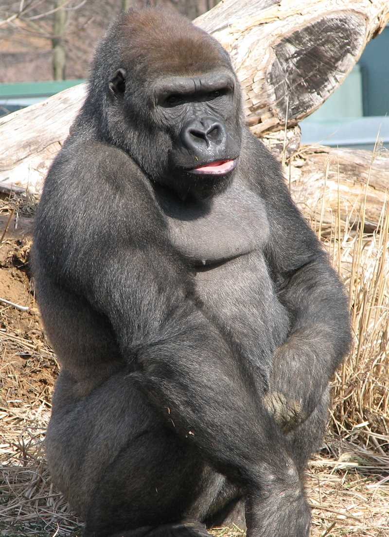 Западная горилла