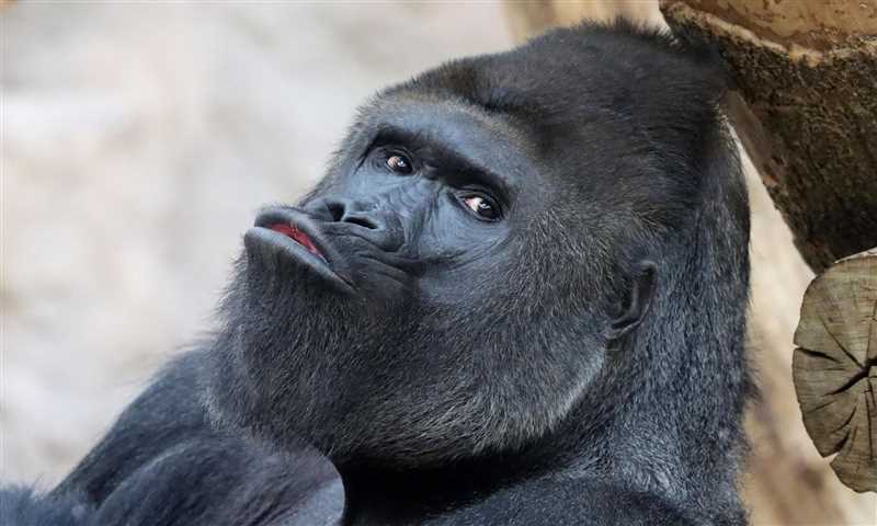 Горбатая горилла