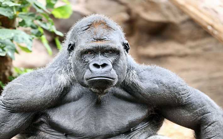 Ареал обитания горилл