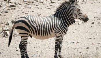 Горная зебра (Equus zebra)