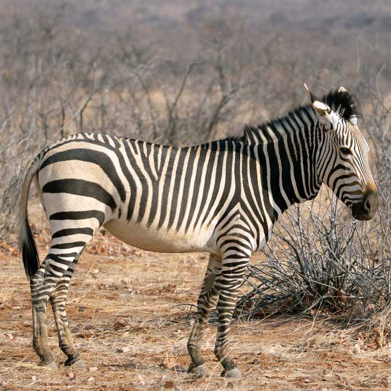 Образ жизни горной зебры