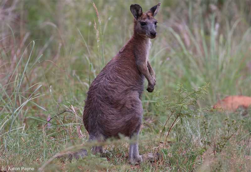 Интересные факты о горном кенгуру