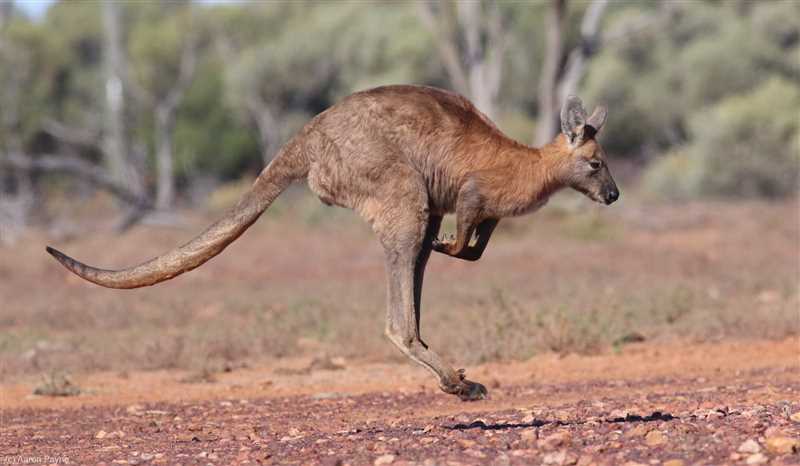 Особенности поведения горного кенгуру
