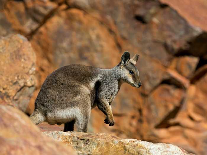 Питание горного кенгуру: основные аспекты