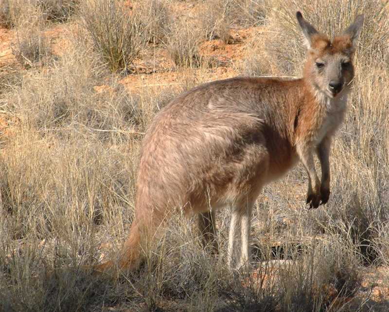 Адаптации горного кенгуру к суровым условиям