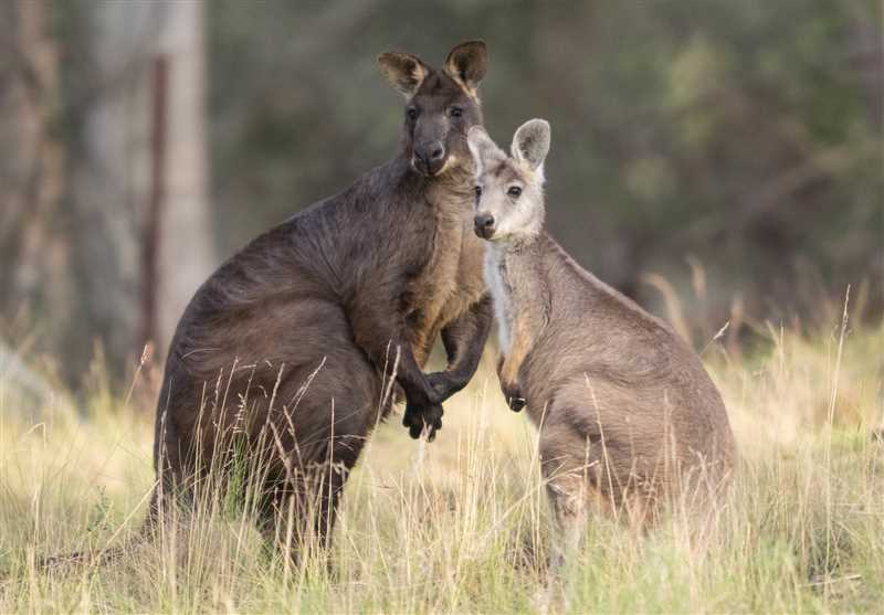 Значение горного кенгуру в экосистеме