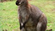 Горный кенгуру: особенности поведения и адаптации в экстремальных условиях горных районов