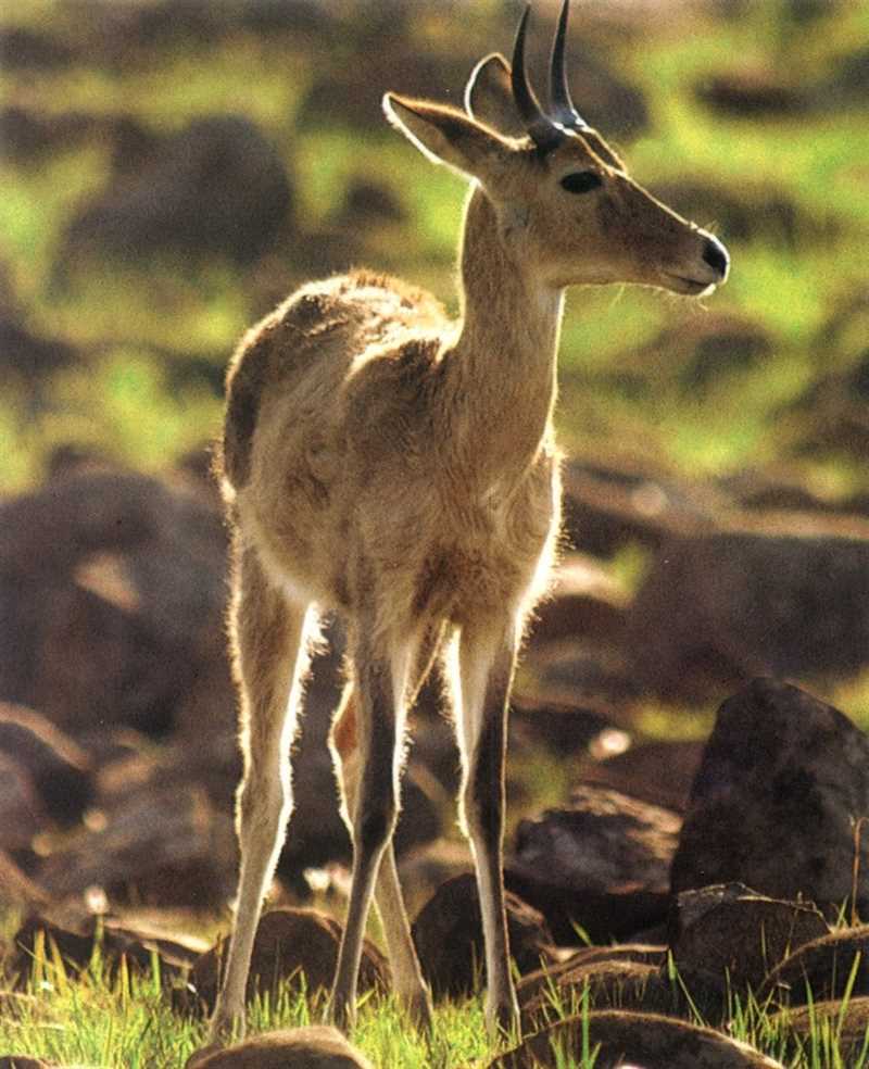 Горный редунка, или горный болотный козёл (Redunca fulvorufula)