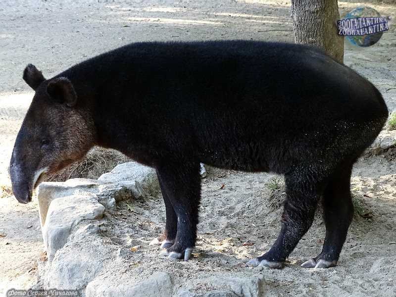 Горный тапир (Tapirus pinchaque)
