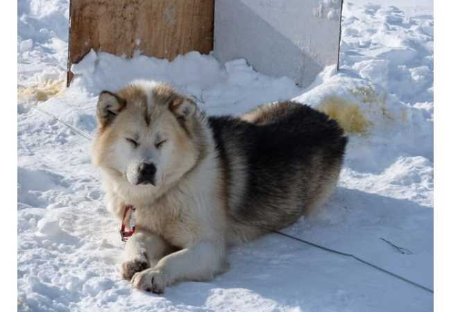 Минусы гренландской собаки