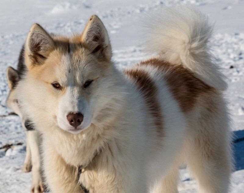 История гренландской собаки