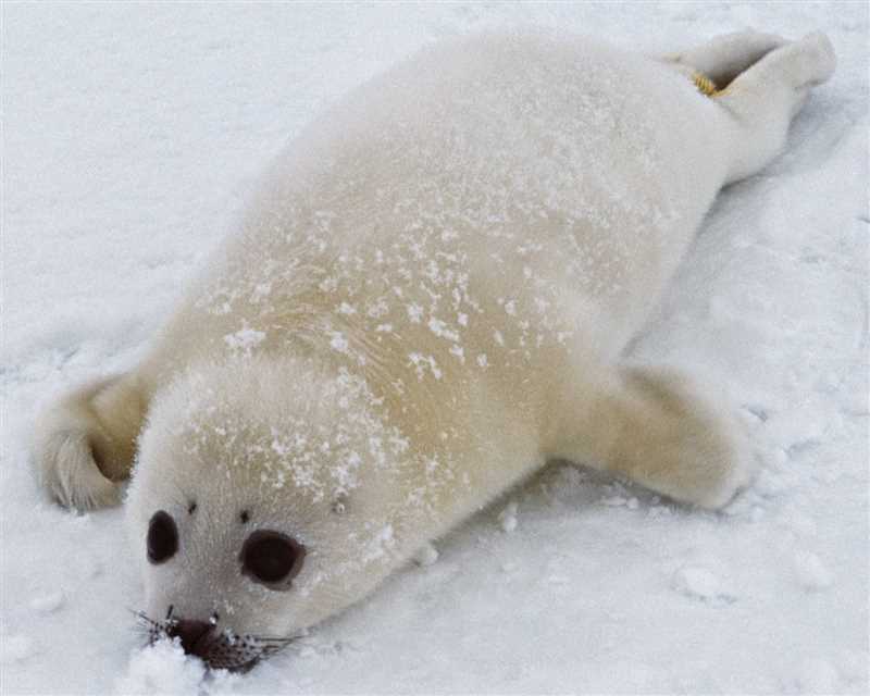 Взаимодействие гренландского тюленя с другими видами