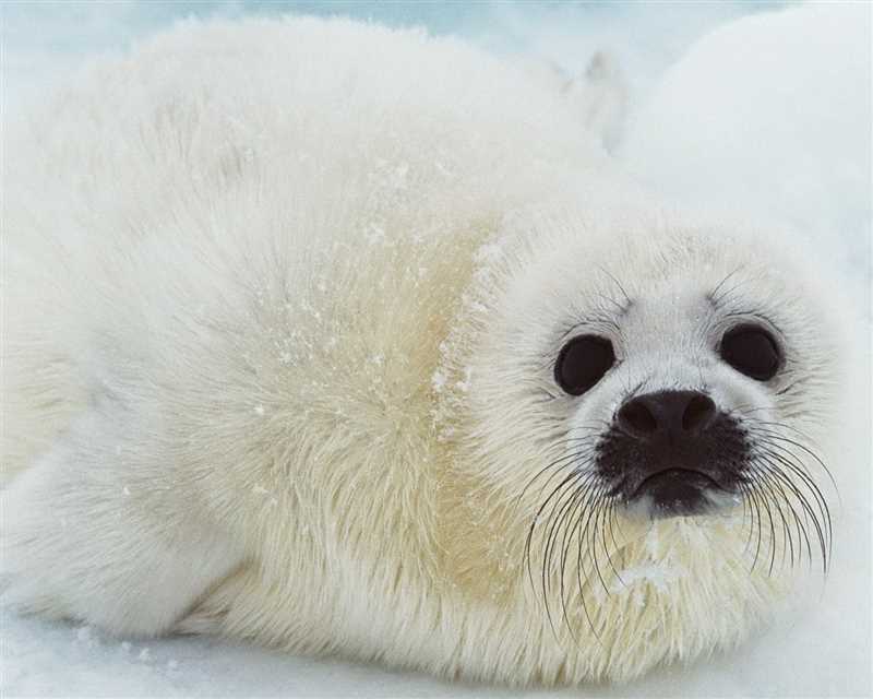 Интересные факты о гренландском тюлене