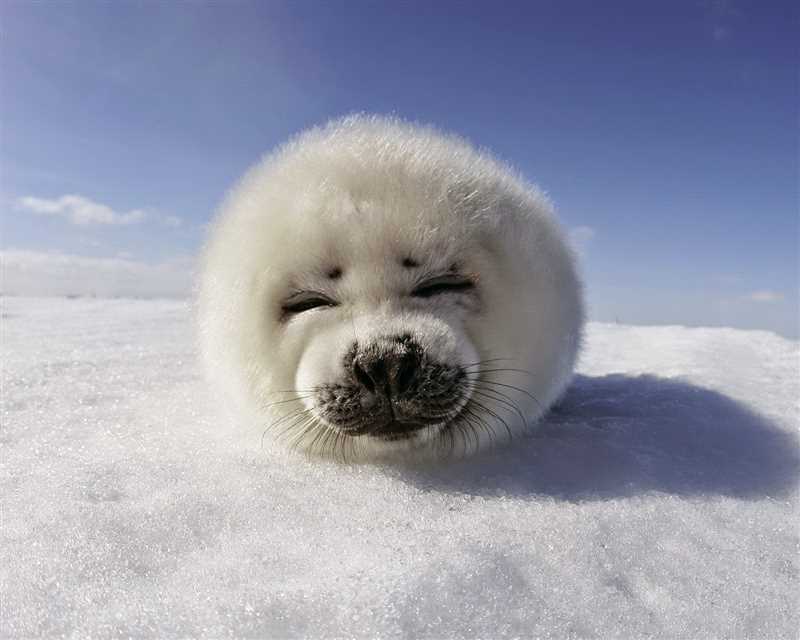 Особенности поведения гренландского тюленя