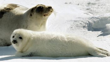 Гренландский тюлень — интересные факты о лысуне (Pagophilus groenlandicus)