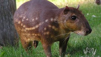 Грызун Пака (Cuniculus paca) или капибара — особенности и образ жизни
