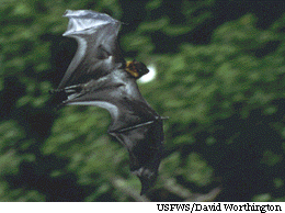 Гуамская летучая лисица (Pteropus tokudae) — уникальный вид, исчезающий с лика Земли