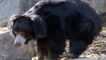 Губач — особенности и поведение медведя-губача
