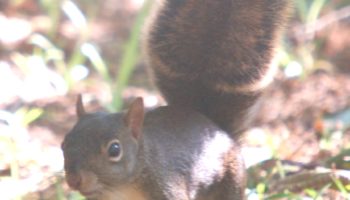 Гвианская белка, или бразильская белка (Sciurus aestuans)