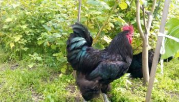 Характеристика и описание породы кур джерсийский гигант, секреты ухода