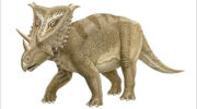 Хасмозавр (Chasmosaurus) — описание, особенности и история открытия