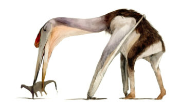 Хацегоптерикс (Hatzegopteryx) — гигантская птерозавр из предгорий Трансильвании