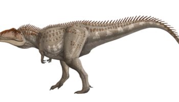 Хилантаизавр (Chilantaisaurus) — описание и особенности динозавра