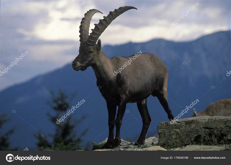 Ибекс (Capra ibex)
