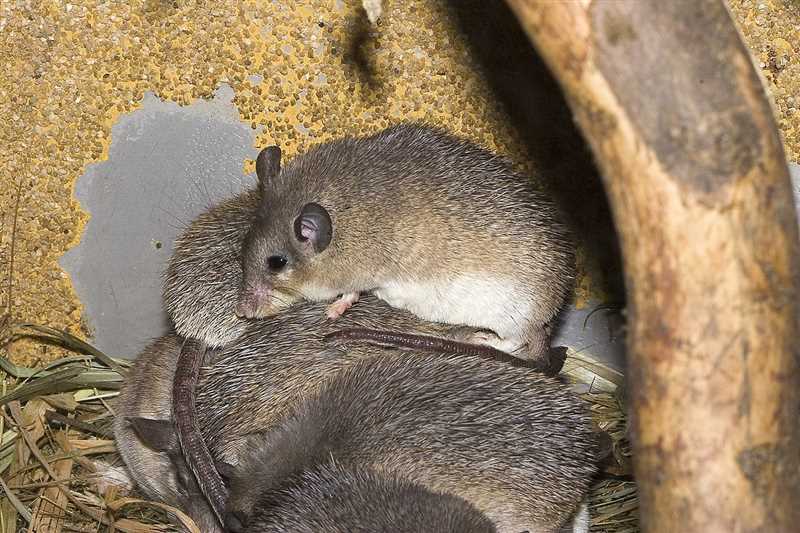 Угрозы и сохранение популяций иглистых мышей