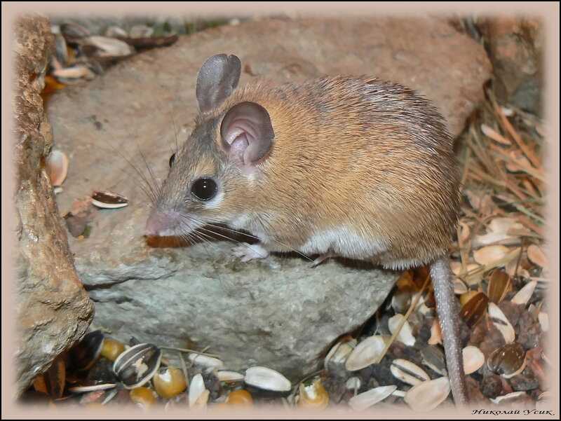 Виды иглистых мышей и их распространение