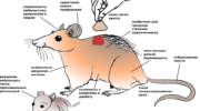 Иглистые мыши — особенности и причудливая адаптация