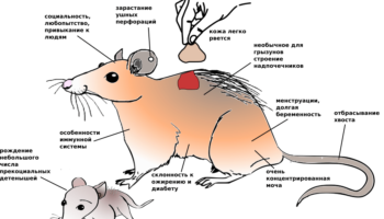 Иглистые мыши — особенности и причудливая адаптация