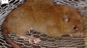 Императорская крыса (Uromys imperator) — особенности и диковинки